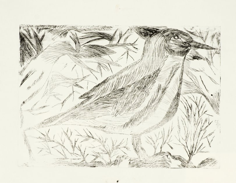 Archiv-Bild „Vögel“