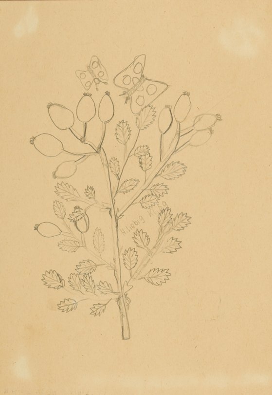 Archiv-Bild „Pflanzenstudie mit Schmetterlingen“