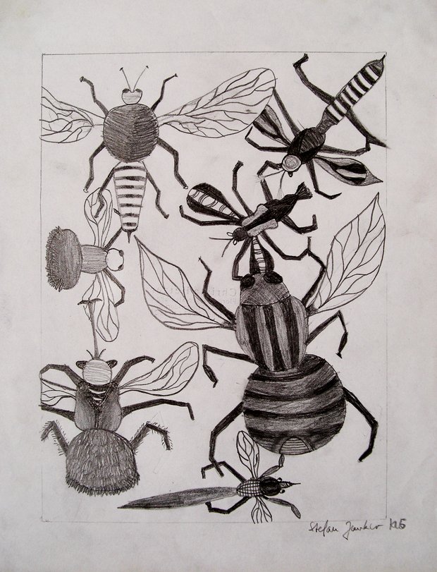 Archiv-Bild „Insekten“