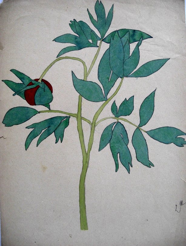 Archiv-Bild „Pfingstrose“