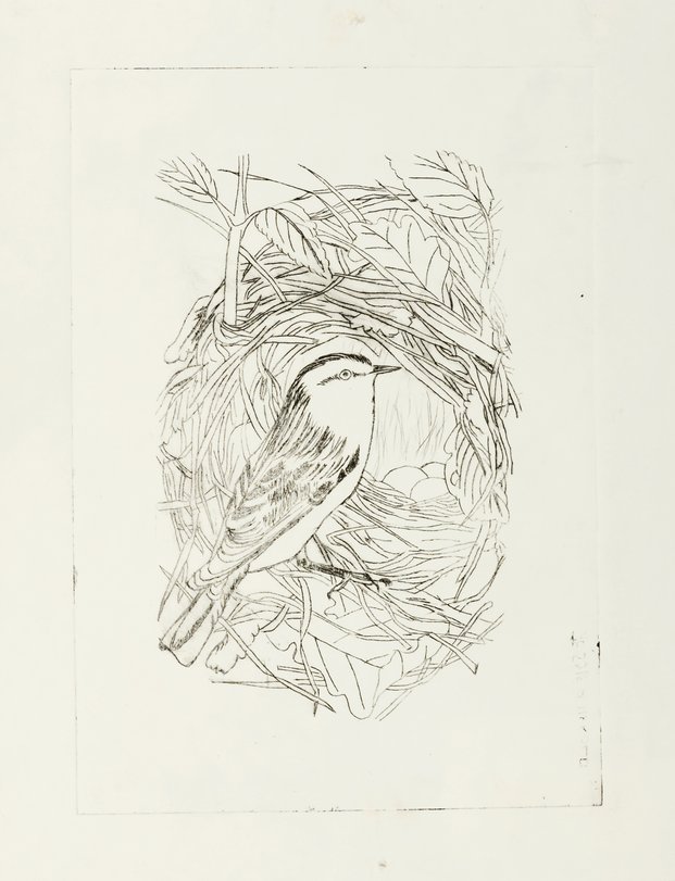 Archiv-Bild „Vögel“