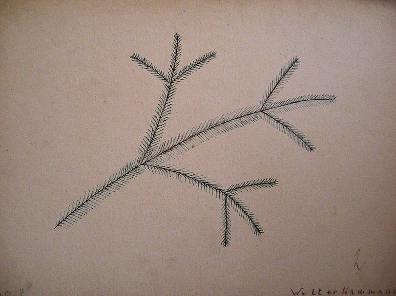 Archiv-Bild „Fichtenzweig“