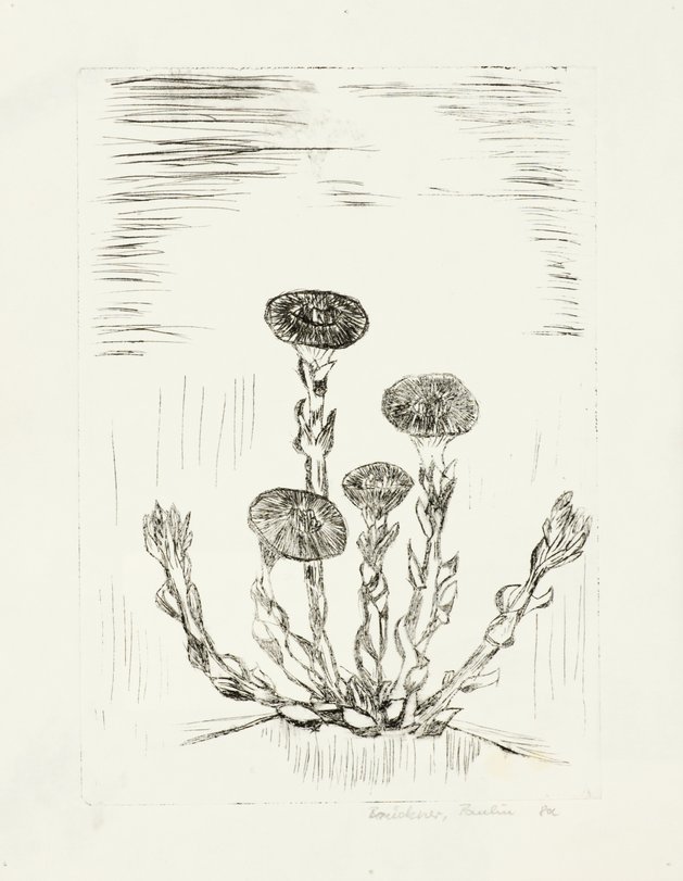 Archiv-Bild „Pflanzen“