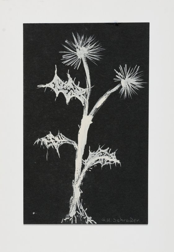 Archiv-Bild „Pflanzen“