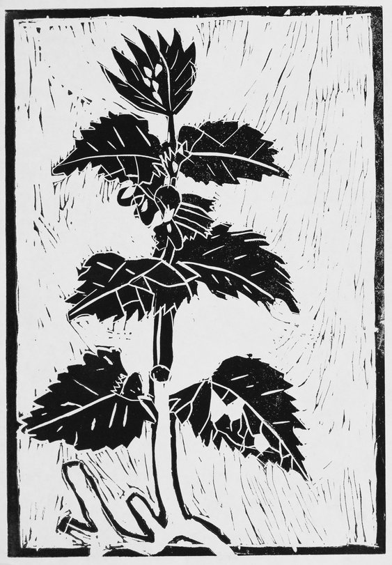 Archiv-Bild „Pflanzen“