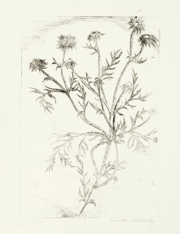 Archiv-Bild „Pflanzen“