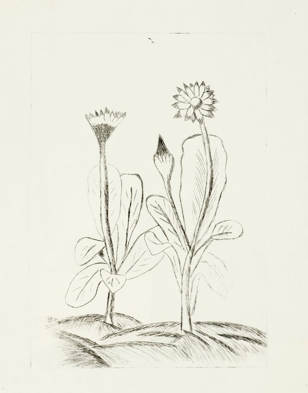 Archiv-Bild „Pflanzen“