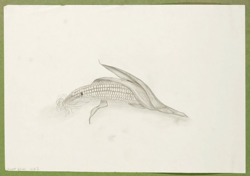 Archiv-Bild „Maiskolben“