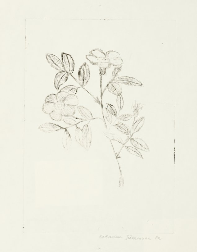 Archiv-Bild „Pflanzen“