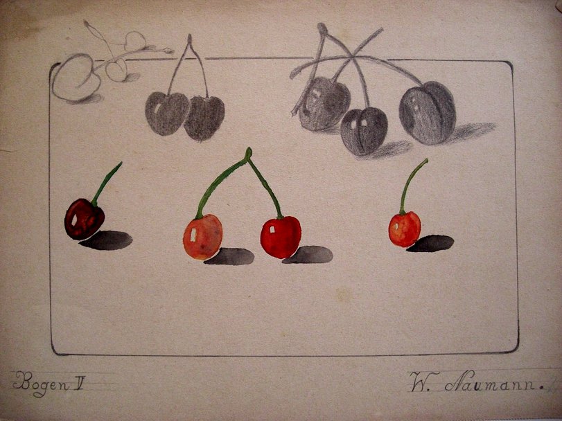 Archiv-Bild „Kirschen“