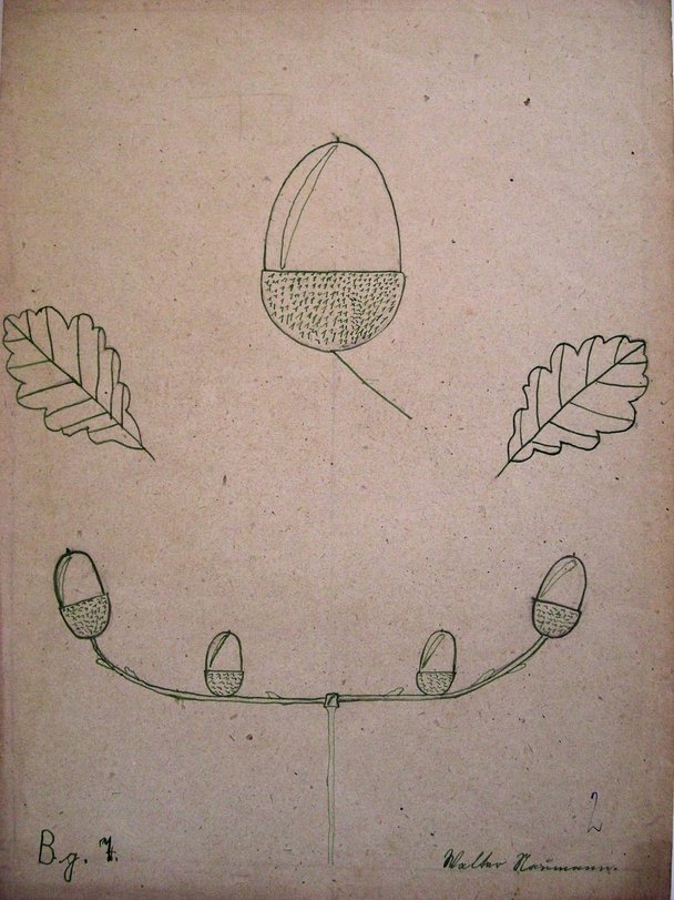 Archiv-Bild „Ornament Eicheln“