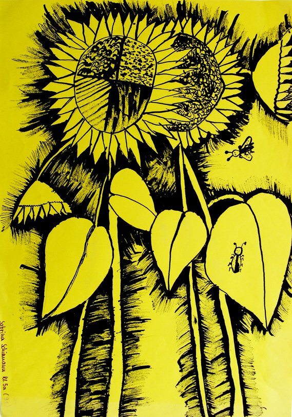 Archiv-Bild „Sonnenblumen“