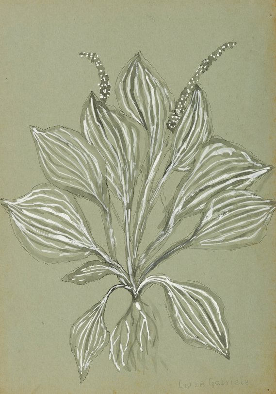 Archiv-Bild „Pflanzen“