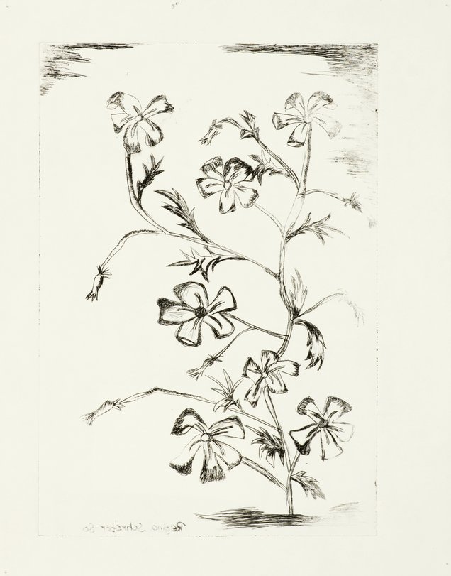 Archiv-Bild „Pflanzen“