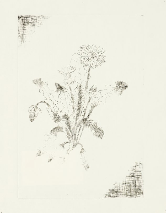 Archiv-Bild „Pflanzen“