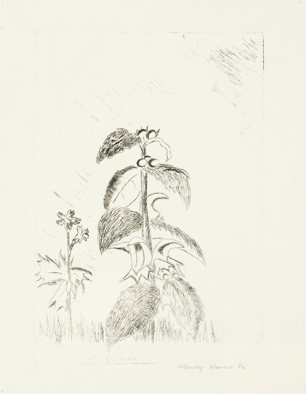 Archiv-Bild „Pflanzen“