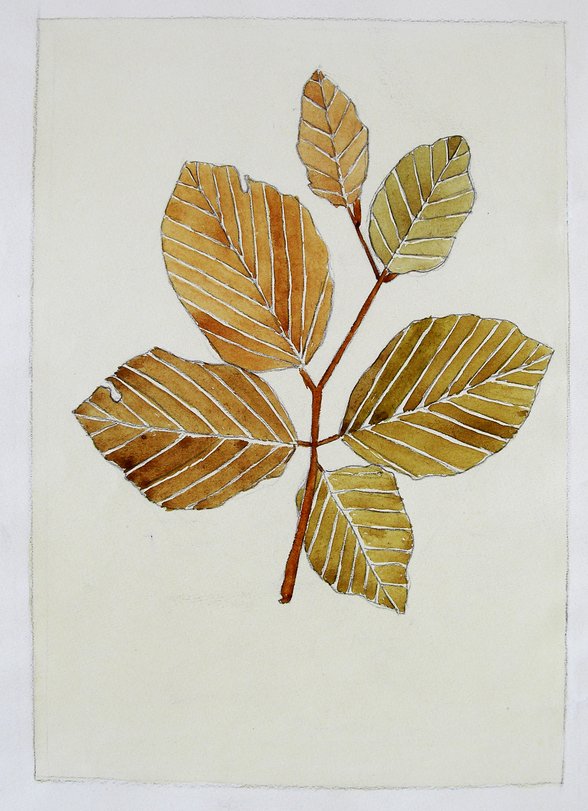 Archiv-Bild „Buchenblätter“