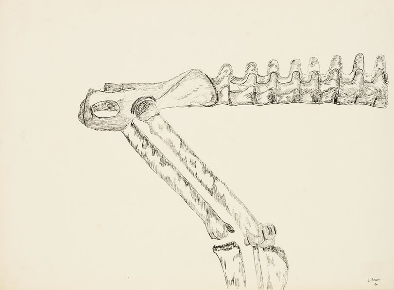 Archiv-Bild „Zeichenstudien nach Knochen“