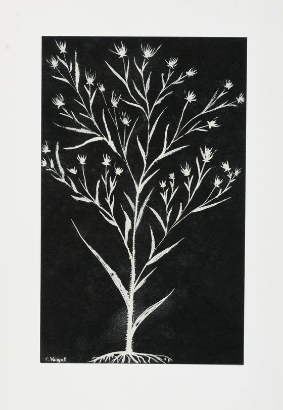 Archiv-Bild „Pflanzen“