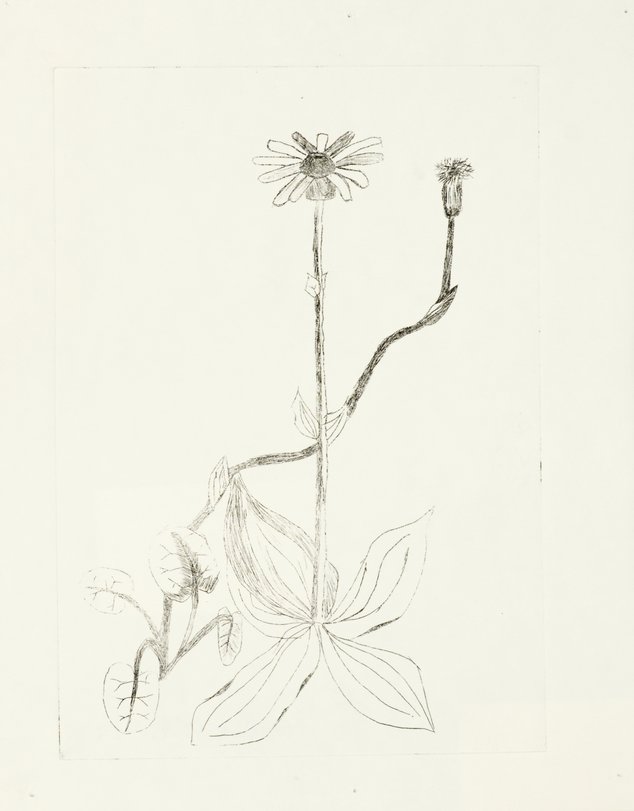 Archiv-Bild „Pflanzen“