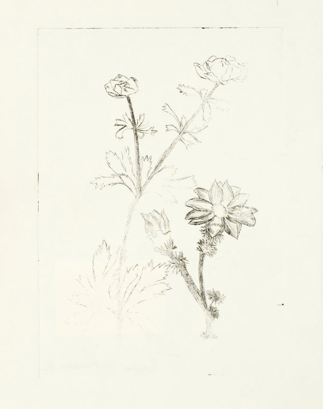 Archiv-Bild „Pflanzen“