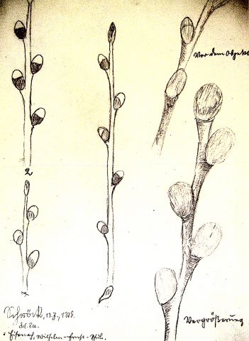 Archiv-Bild „Weidenkätzchen“