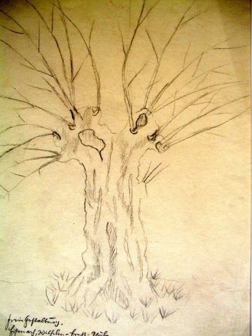 Archiv-Bild „Weide“