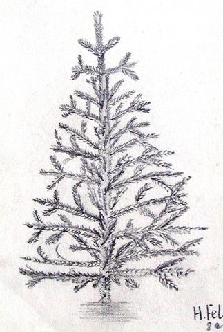 Archiv-Bild „Tannenbaum“