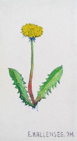 Archiv-Bild „Löwenzahn“