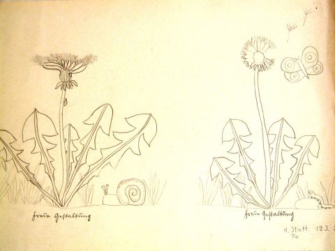 Archiv-Bild „Löwenzahn“