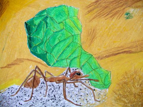 Archiv-Bild „Ameise“