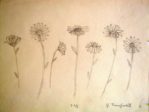 Archiv-Bild „Margeriten“