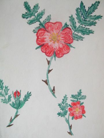 Archiv-Bild „Heckenrose“