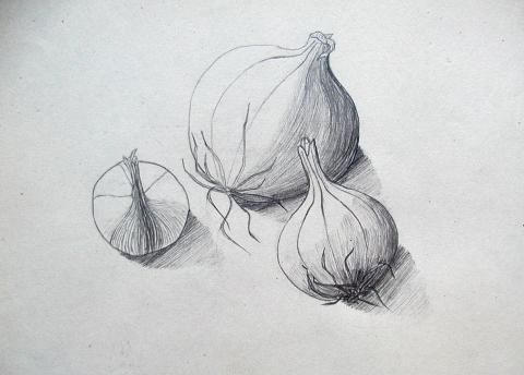 Archiv-Bild „Zwiebeln“