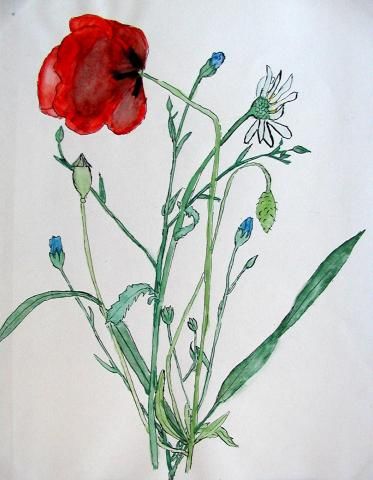 Archiv-Bild „Wiesenblumen“