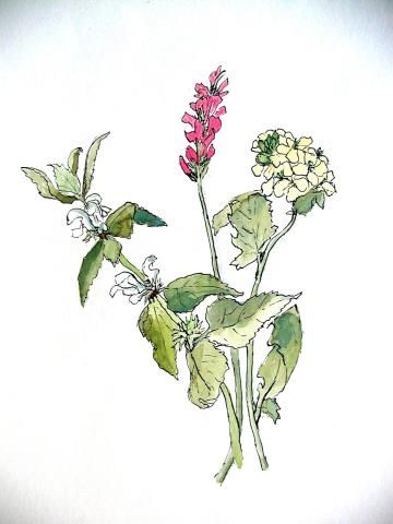 Archiv-Bild „Wiesenblumen“