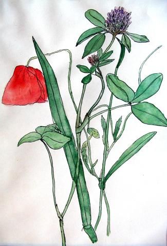 Archiv-Bild „Wiesenblumen“