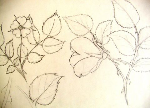 Archiv-Bild „Rosen“