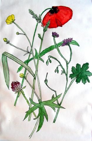 Archiv-Bild „Wiesenblumen“