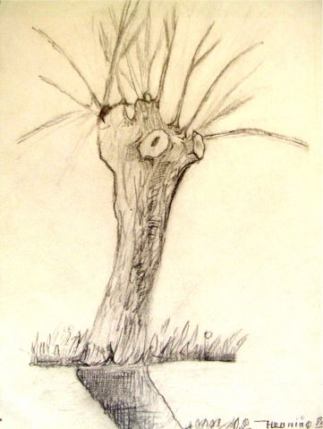 Archiv-Bild „Weide“