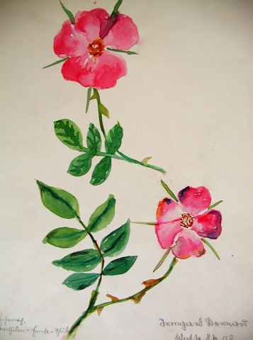 Archiv-Bild „Wilde Rosen“