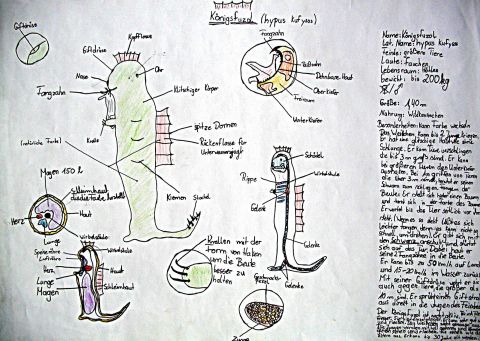 Archiv-Bild „Königsfuzol“