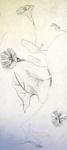 Archiv-Bild „Ackerwinde“