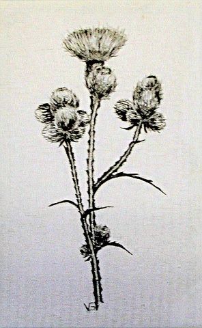 Archiv-Bild „Distel“