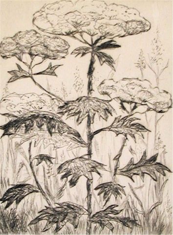 Archiv-Bild „Wiesenpflanzen“