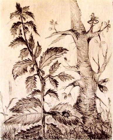 Archiv-Bild „Brennnessel“