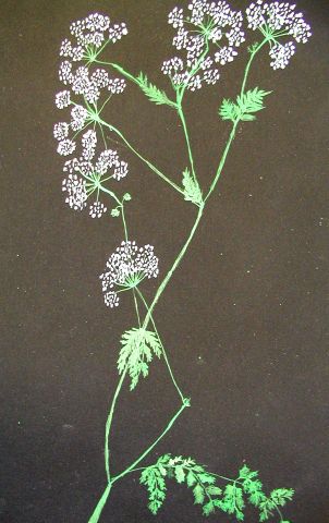 Archiv-Bild „Blütenzweig einer Wiesenblume“