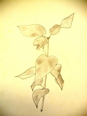 Archiv-Bild „Pflanzenzweig“