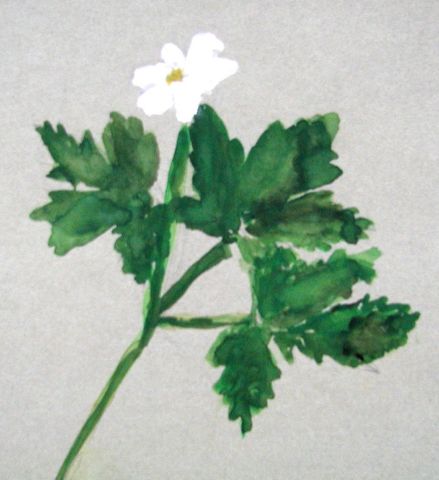 Archiv-Bild „Anemone“