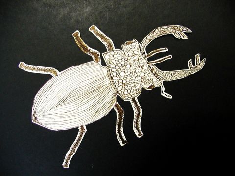 Archiv-Bild „Hirschkäfer“